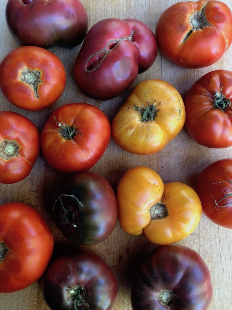 Tomatoes Perfectly Ripened for Gazpacho Soup.