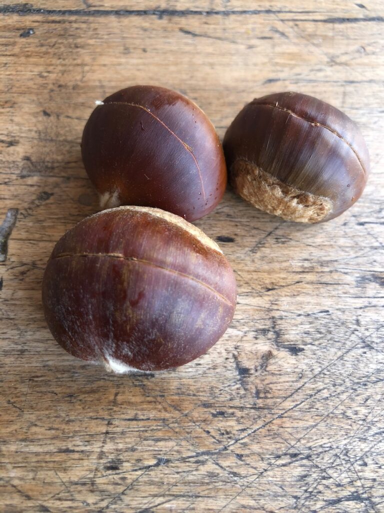 Chestnut Scored with a Simple Slit Line